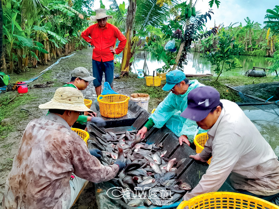 Thăng trầm cá bổi U Minh