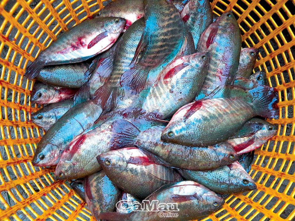Thăng trầm cá bổi U Minh