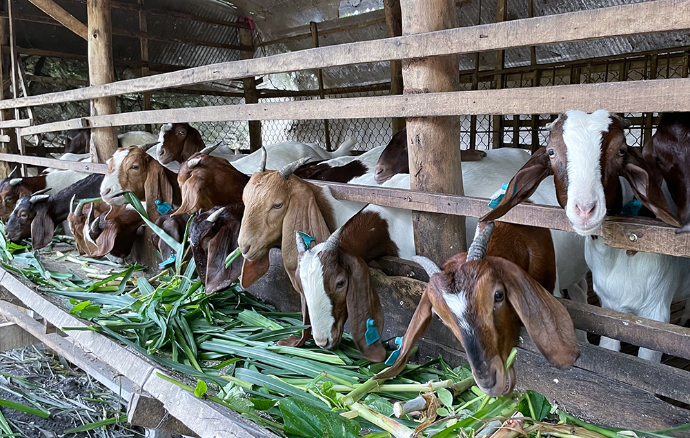 Giải pháp thiết thực để bảo vệ an toàn đàn vật nuôi trong mùa mưa lũ  Tạp  chí Chăn nuôi Việt Nam