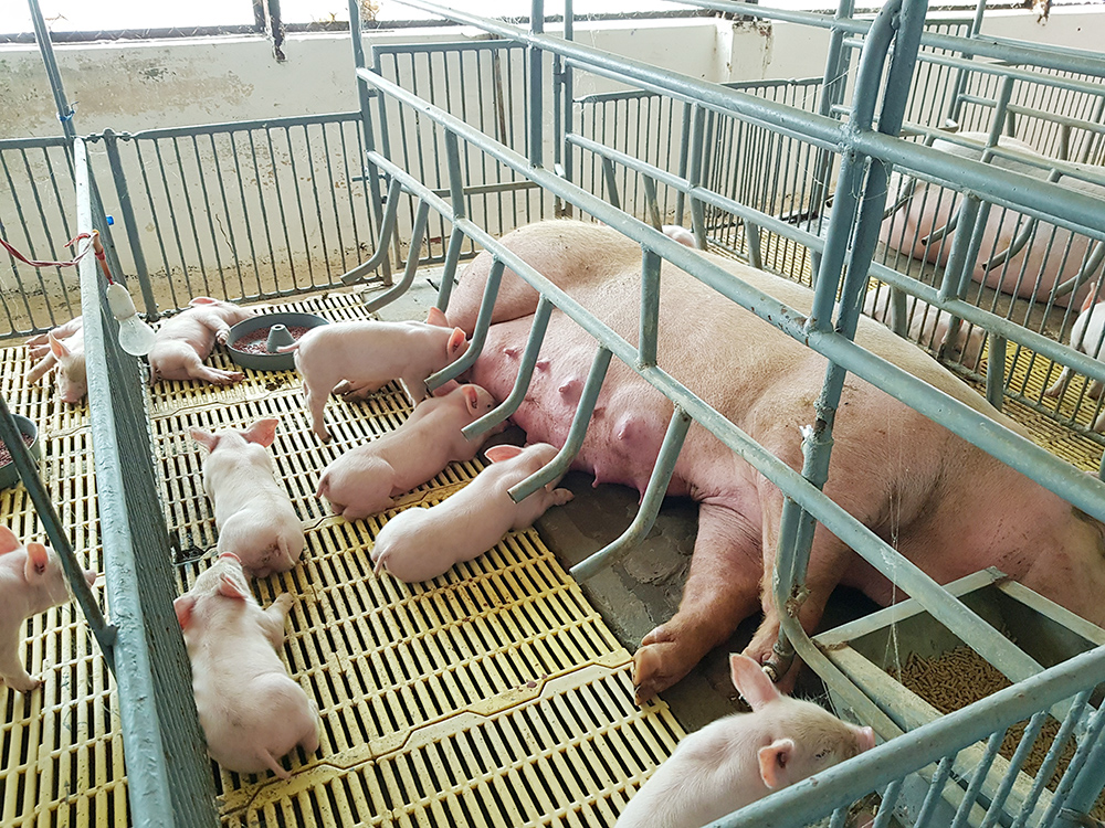 Bảo vệ đàn vật nuôi, phục vụ thị trường Tết