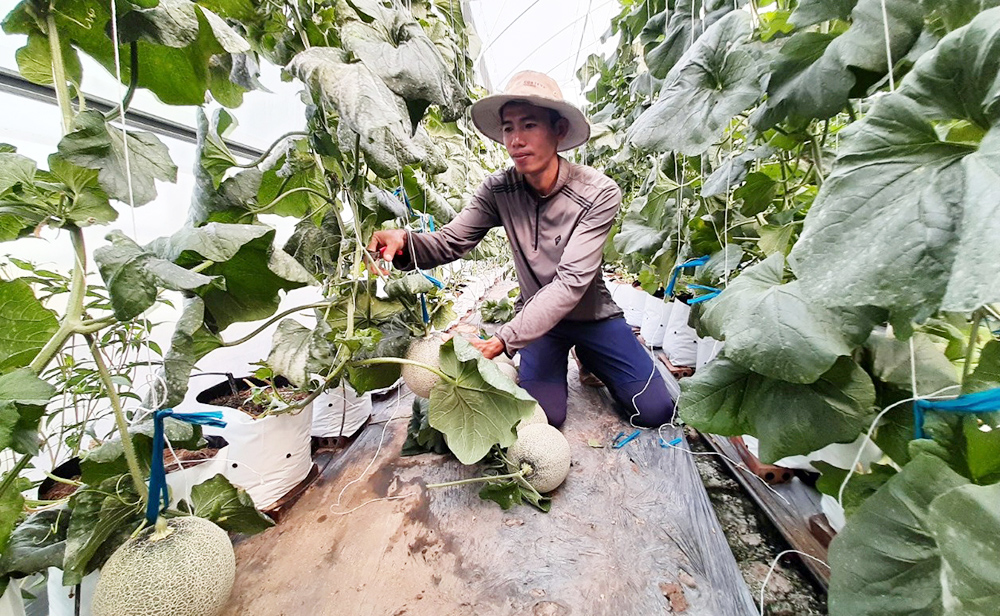 Website huyện Đô Lương  Nông dân xã Đại Sơn xây dựng thành công mô hình  trồng dưa lưới trong nhà màng 