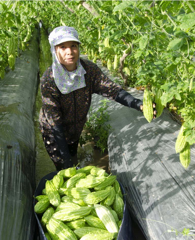 An Giang phát triển kinh tế từ rau màu