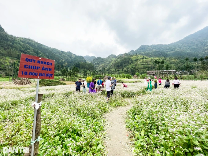 Hoa tam giác mạch nở rộ, du khách khắp nơi đổ về Hà Giang check-in