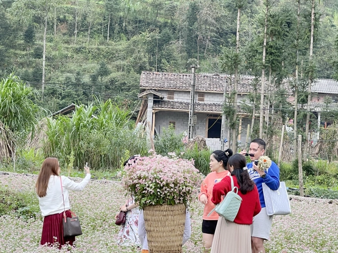 Hoa tam giác mạch nở rộ, du khách khắp nơi đổ về Hà Giang check-in