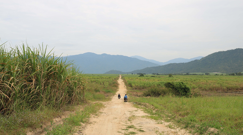 Rừng mía Aural