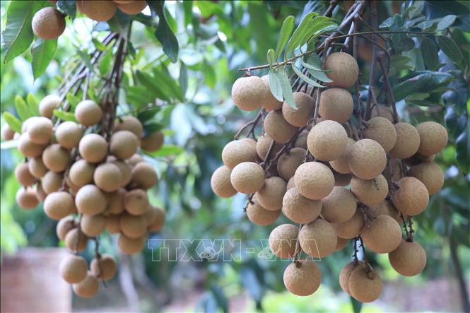Hoàn thành mở cửa thị trường nhiều nông sản sang Trung Quốc, New Zealand và Nhật Bản