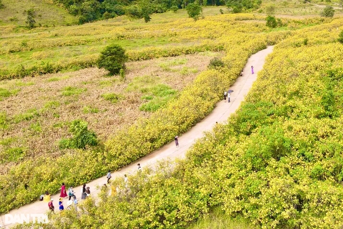 Check-in hoa dã quỳ bạt ngàn, trải nghiệm dù lượn độc đáo ở Gia Lai