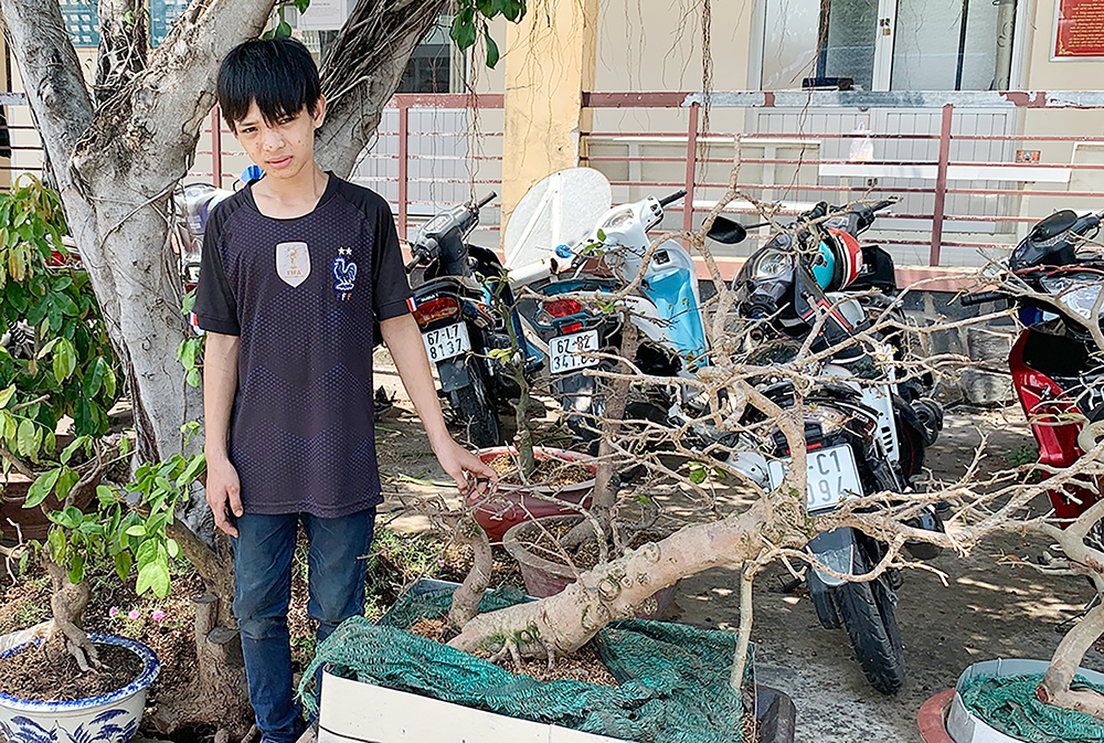 Cảnh giác trộm mai vàng, cây kiểng