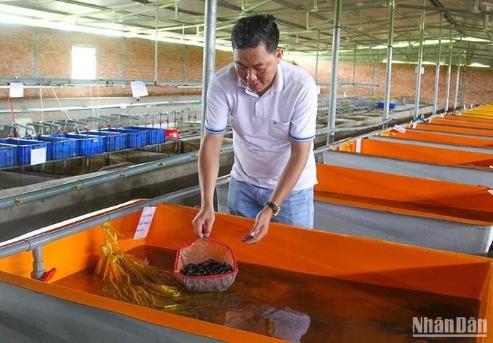 Nông dân Vĩnh Long ứng dụng công nghệ trong sản xuất kinh doanh