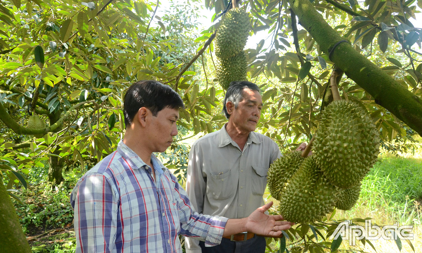 Chuyển biến quan trọng trong sản xuất và thị trường sầu riêng