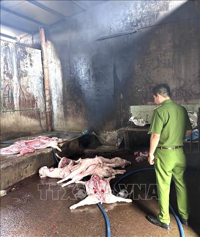 Bắt quả tang cơ sở giết mổ lợn chết mang mầm bệnh dịch tả lợn châu Phi
