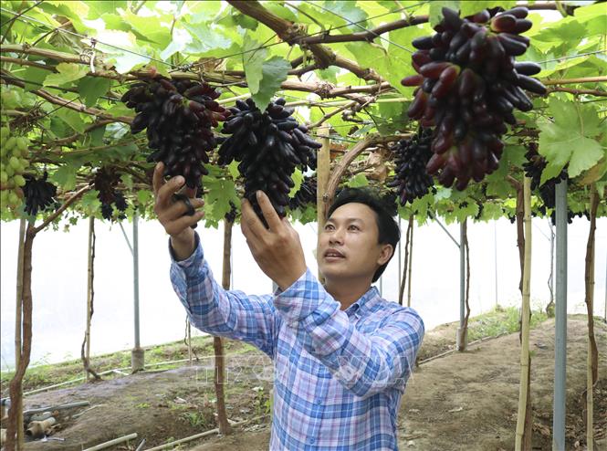 Triển vọng nâng cao hiệu quả kinh tế từ cây nho