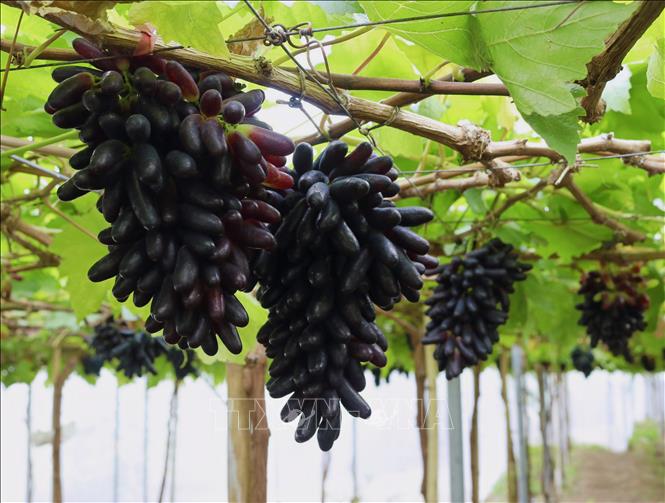 Triển vọng nâng cao hiệu quả kinh tế từ cây nho