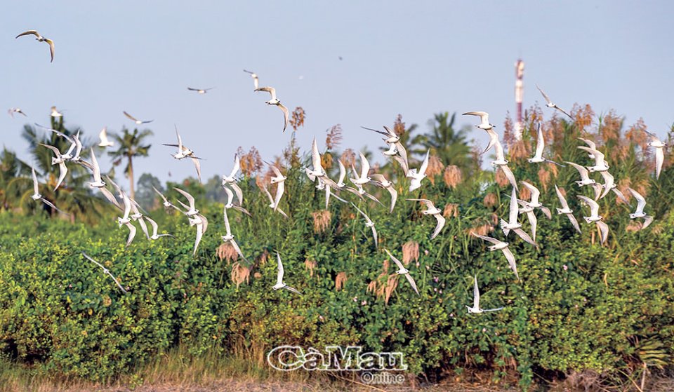Chiều ven đê biển Tây