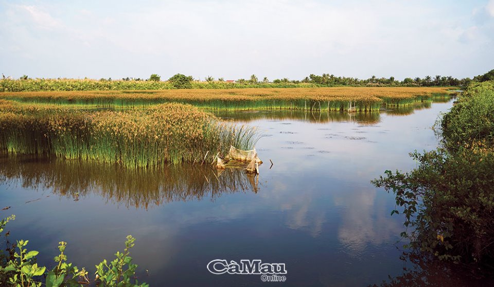 Chiều ven đê biển Tây