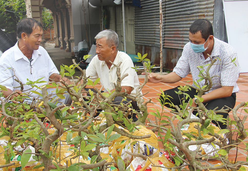 Phát triển nông nghiệp đô thị từ cây mai vàng