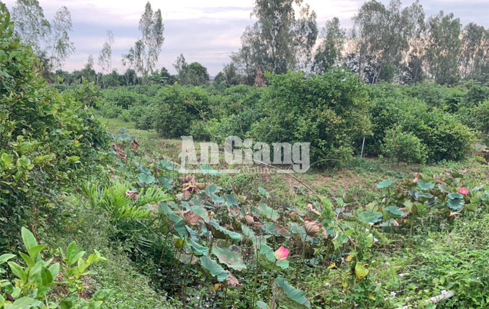 Bắt giữ nghi phạm giết người, cướp tài sản ở Châu Phú
