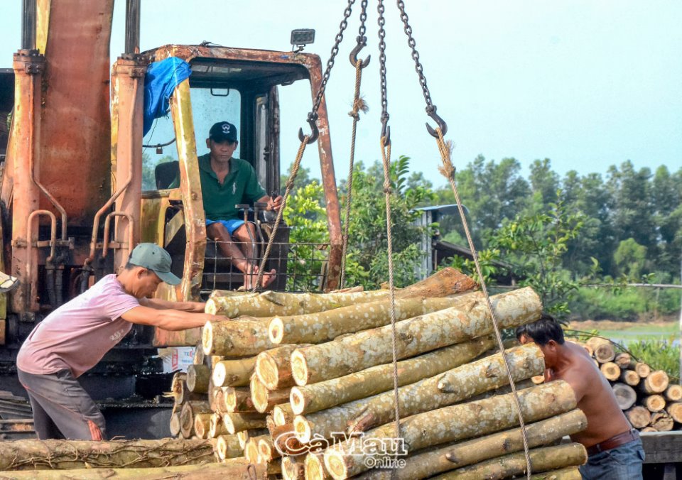 Ðể kinh tế rừng tạo đột phá