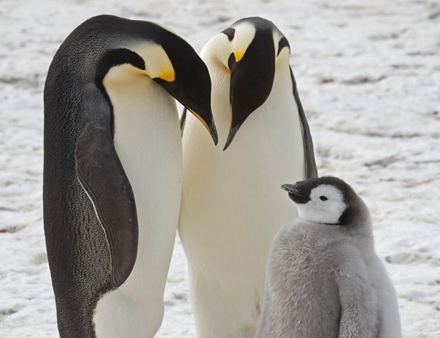Mua cắn nướu hình chim cánh cụt cho bé Mothercare - Thương hiệu đến từ Châu  Âu