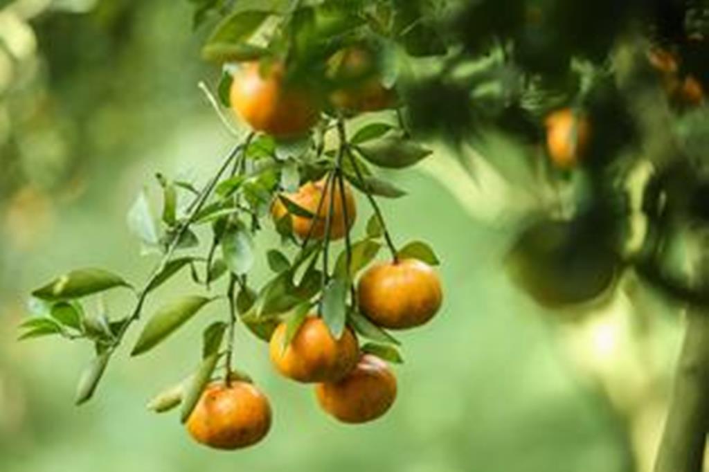 Nhộn nhịp cung đường du ngoạn núi Cấm