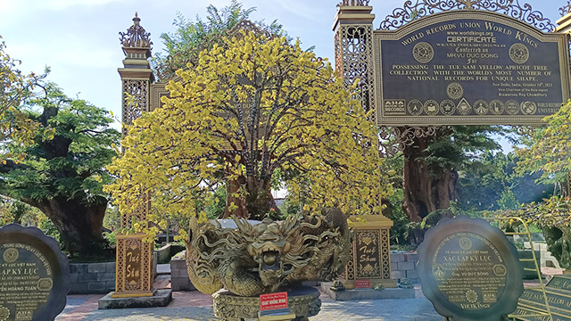 Đồng Tháp: Cây mai hình chiếc quạt trổ bông vàng đẹp mắt