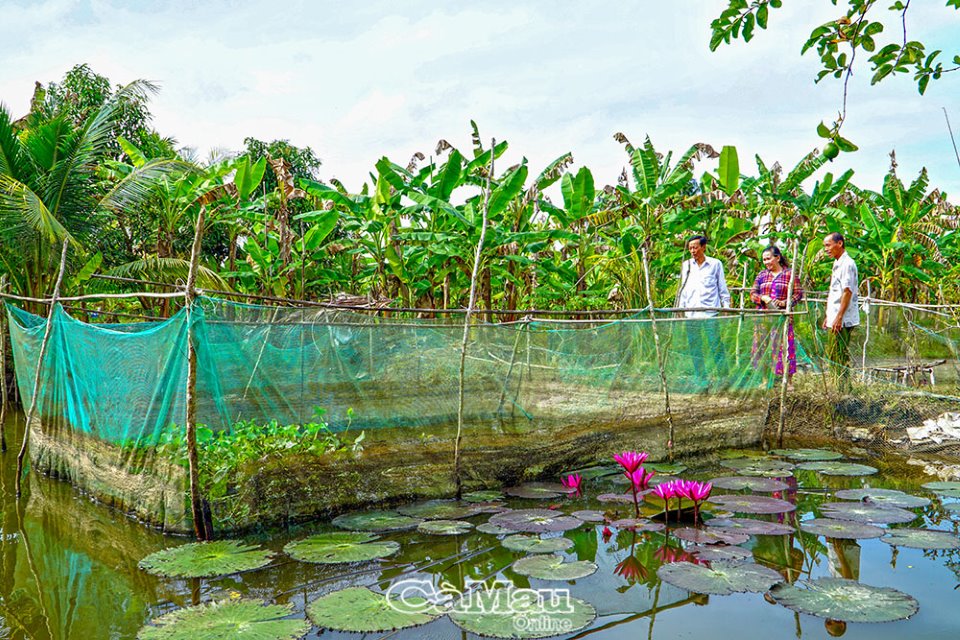 Chi bộ xứ tràm