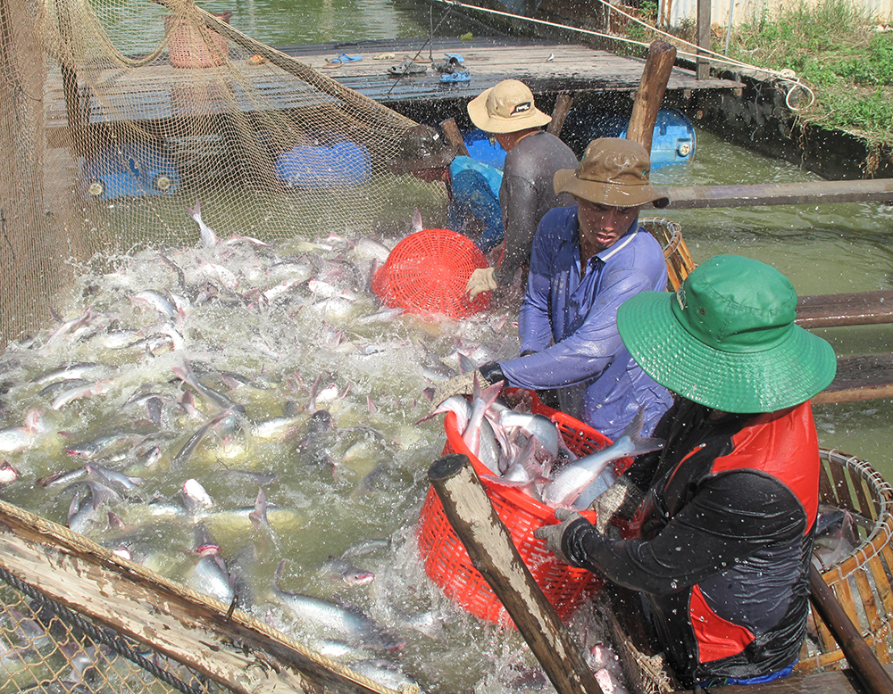 Giá cá tra bất ngờ tăng mạnh