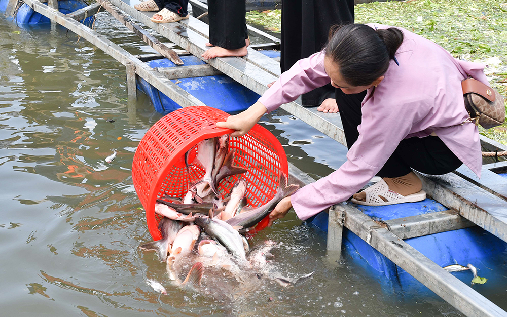 Người nặng nợ với đàn cá ở sông Vàm Nao