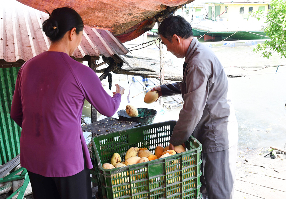 Người nặng nợ với đàn cá ở sông Vàm Nao