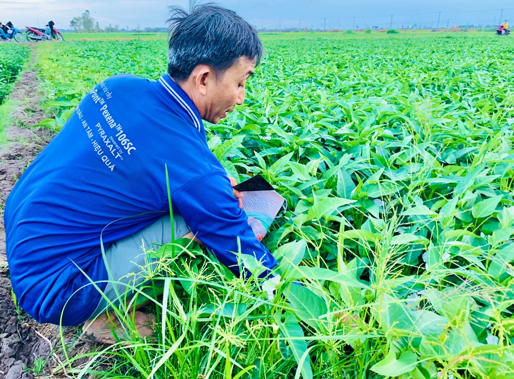 Triển vọng mô hình trồng rau thủy canh