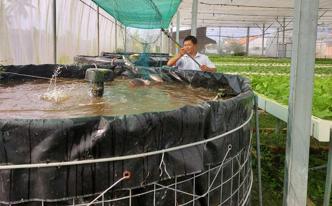 Làm hệ thống Aquaponics trồng rau nuôi cá chi tiết nhất 2021