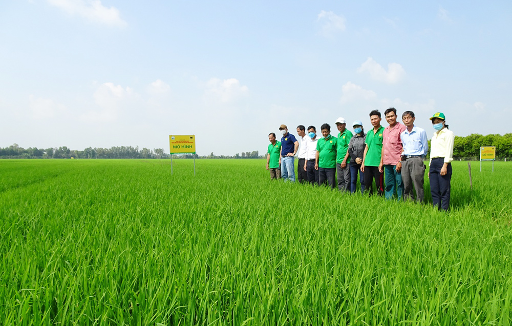 Tín hiệu vui từ mô hình sản xuất lúa theo hướng VietGAP  Báo Long An Online
