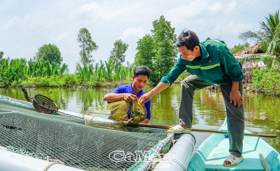 Cà Mau: Thanh niên nông thôn trăn trở khởi nghiệp