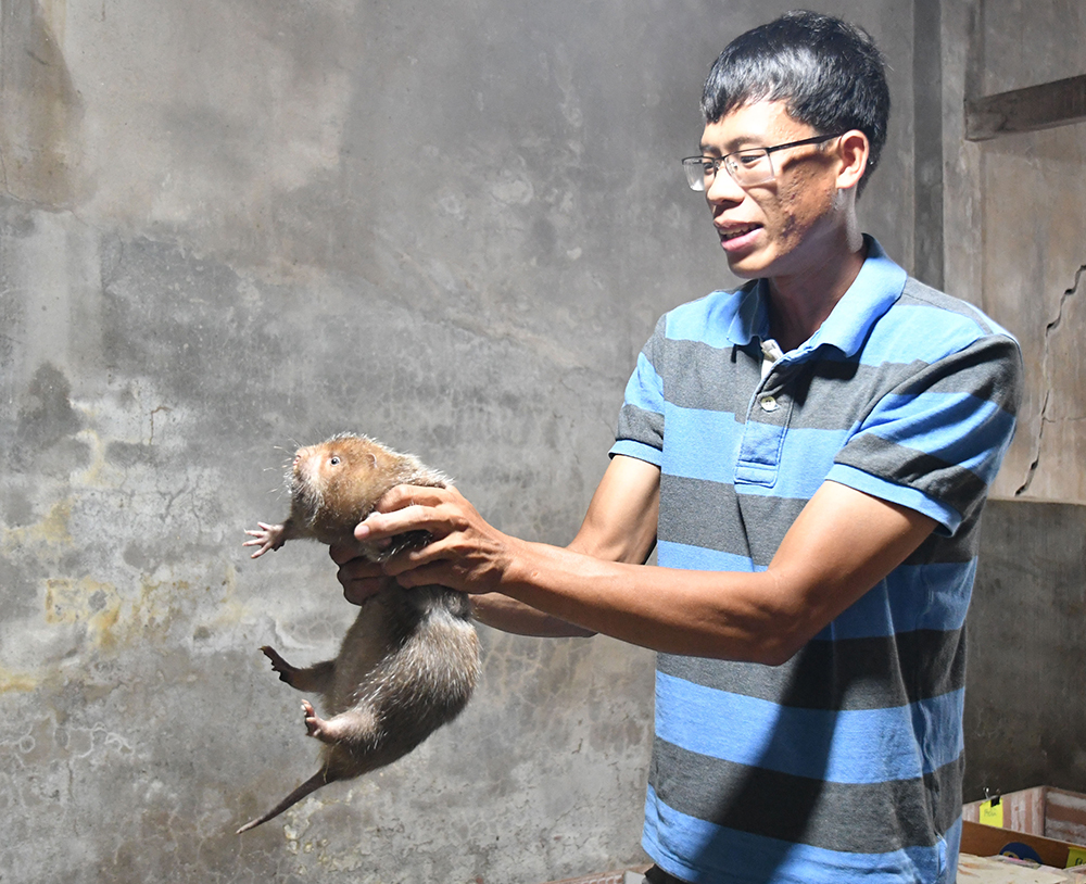 Đưa dúi về nhà