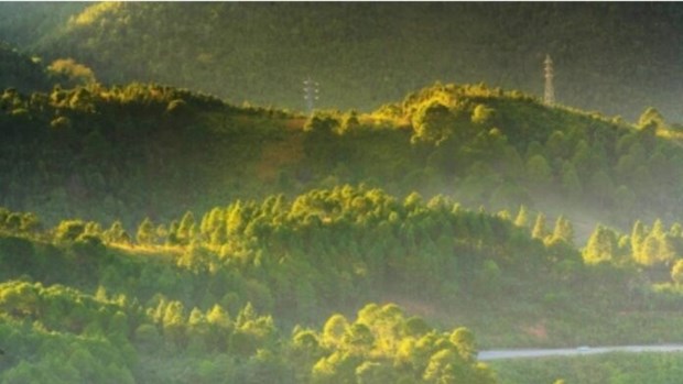 Myanmar nỗ lực bảo tồn rừng nhằm duy trì đa dạng sinh học