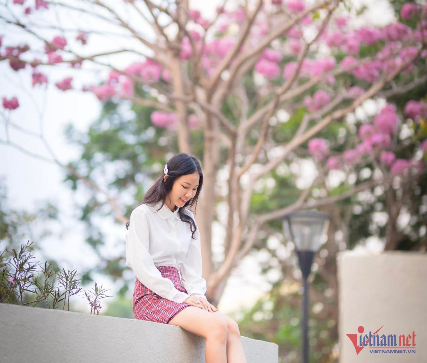 Đường hoa kèn hồng ở Đồng Nai bung nở rực rỡ, đẹp như 'phố Nhật thu nhỏ'