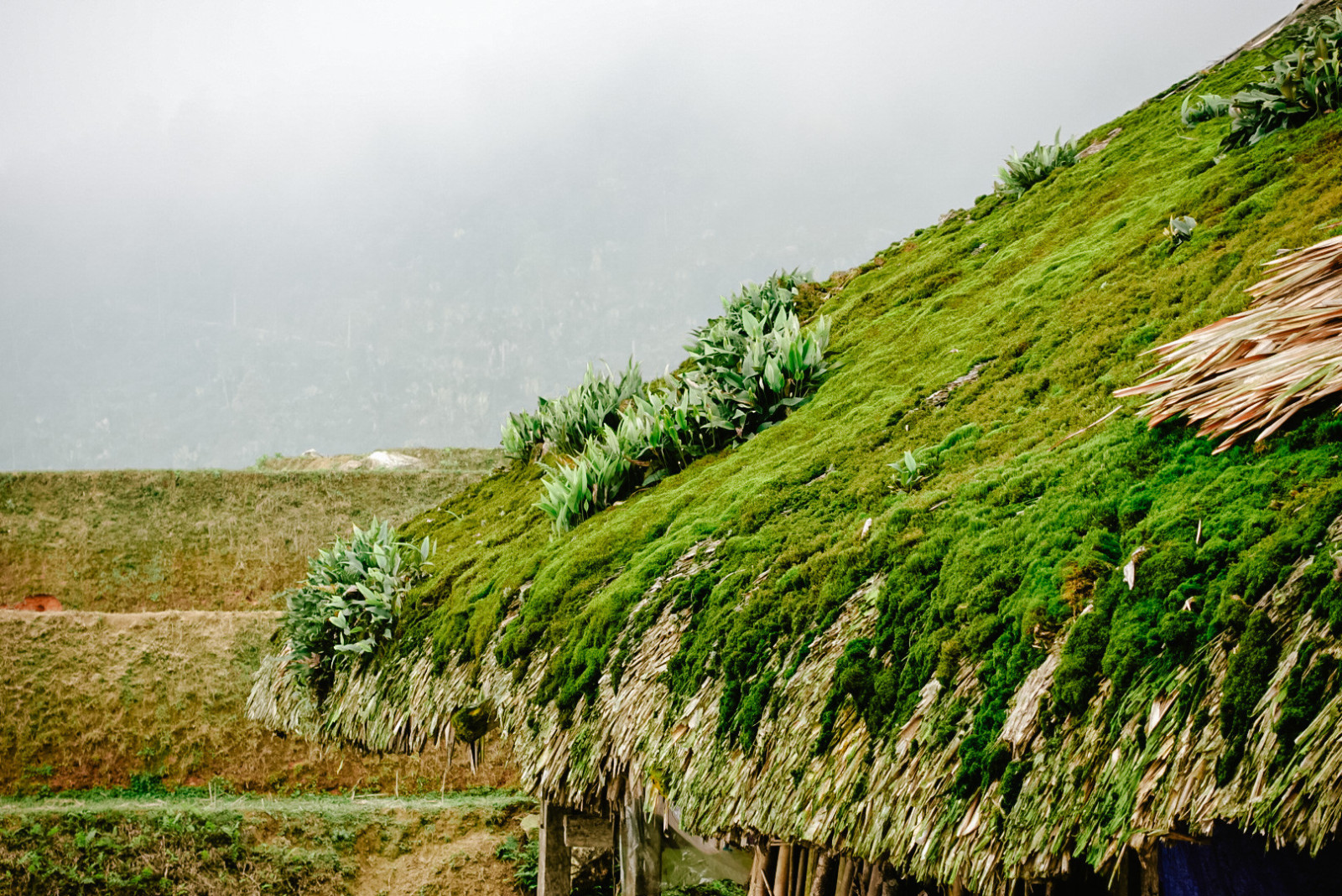 Những ngôi nhà 'phủ chăn' trên mái, giữ cho hè mát, đông ấm ở Hà Giang