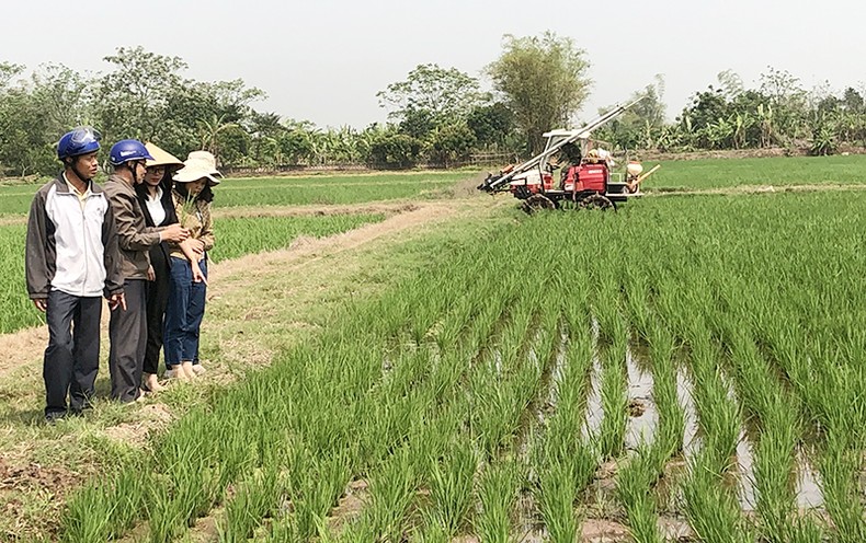 Triển vọng sản xuất lúa theo quy mô lớn