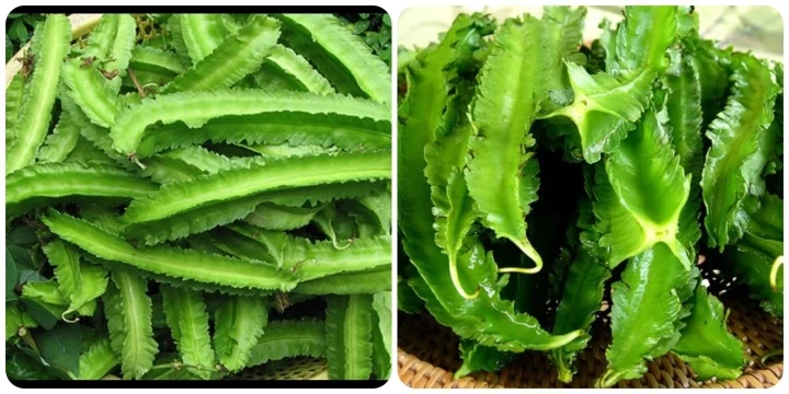10 tác dụng tuyệt vời của trái đậu rồng với sức khỏe