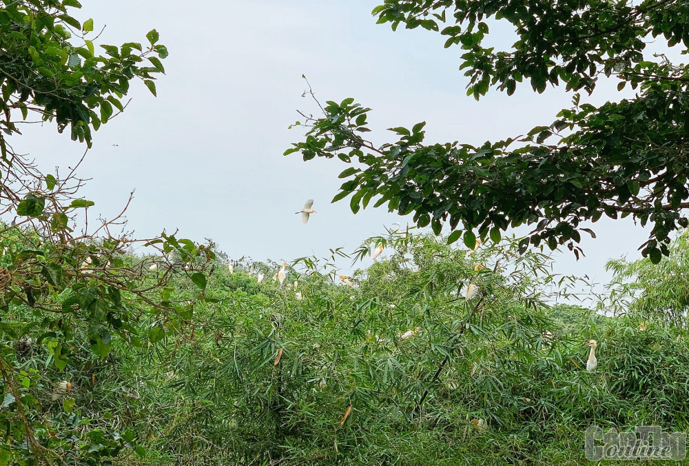 Vẻ đẹp thiên nhiên ở vườn cò Bằng Lăng