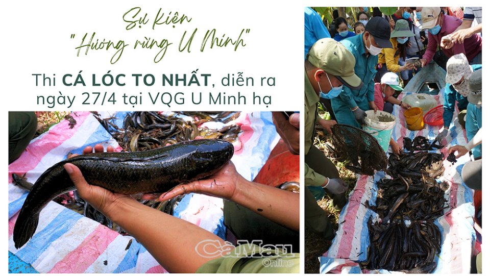 Sẵn sàng cho sự kiện “Hương rừng U Minh”
