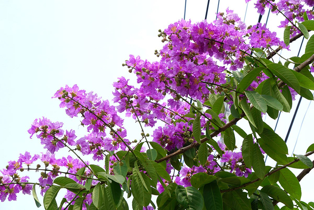 Hương sắc mùa hè