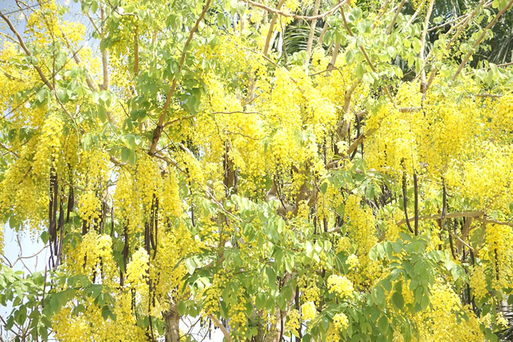 Hương sắc mùa hè