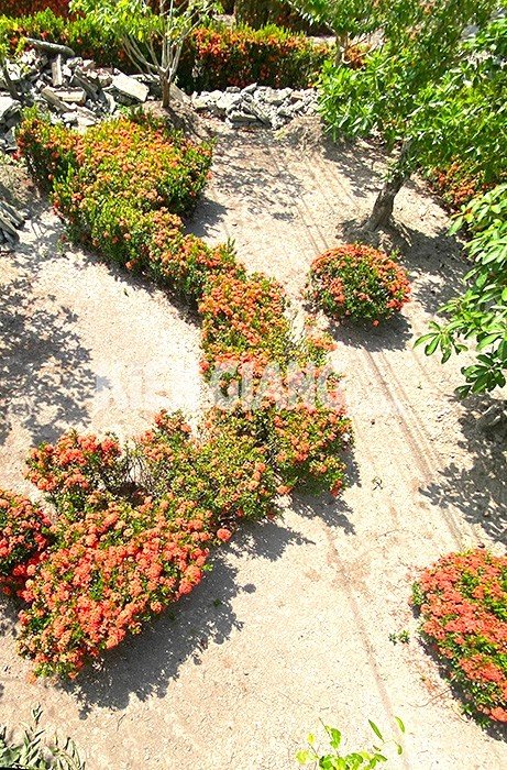 Kiên Giang: Độc đáo mô hình bản đồ Việt Nam từ cây bông trang