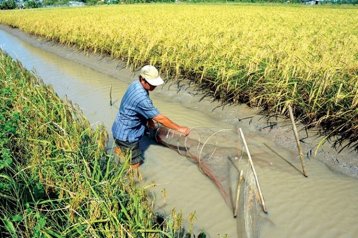 Mô hình sản xuất tôm - lúa hiệu quả ở Kiên Giang