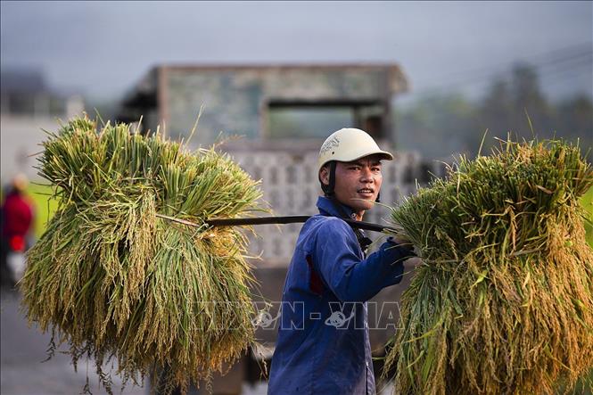 Thị trường nông sản tuần qua: Giá gạo giảm nhẹ