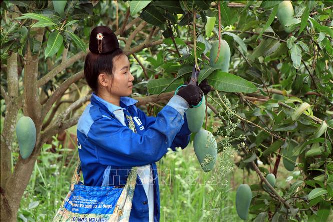 Trồng xoài theo chuỗi liên kết thuận lợi trong tiêu thụ