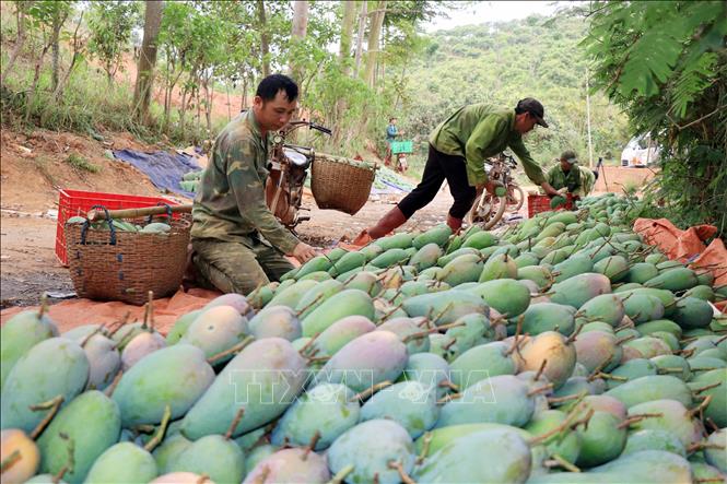 Trồng xoài theo chuỗi liên kết thuận lợi trong tiêu thụ