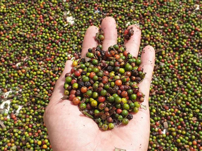 Xuất khẩu hồ tiêu tăng 30%