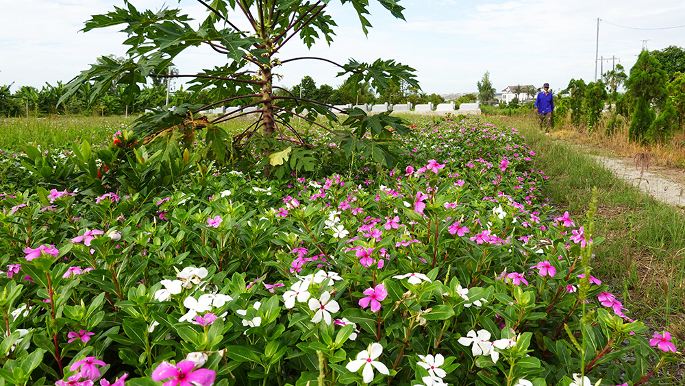 Về “xứ đạo” thu hoạch hoa dừa cạn